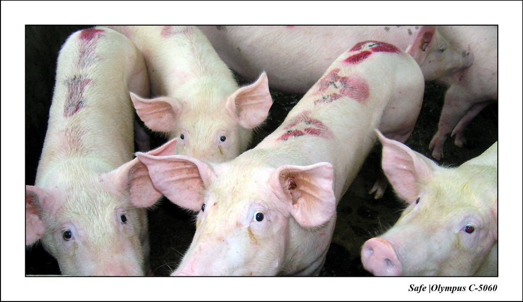 2004 - 08 - Tiger park 13.JPG